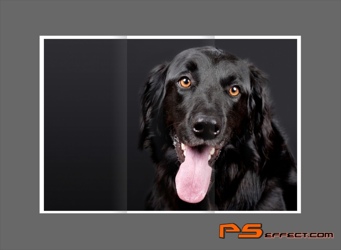 Use Digital Camera For A Modern Pet Picture